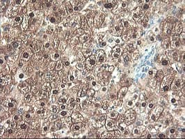 UNG / Uracil DNA Glycosylase Antibody (clone OTI1G2, Carrier-free)