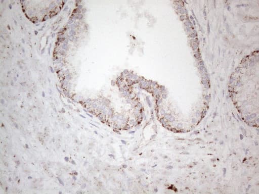 Monoclonal Mouse anti-Human BP1 / DLX4 Antibody (clone OTI7C8, IHC, WB)