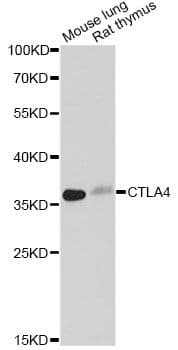 CTLA4 / CD152 Antibody