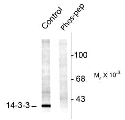 14-3-3 Antibody (phospho-Ser58)