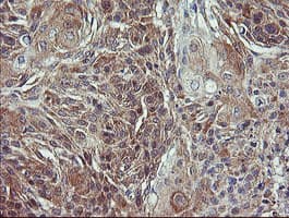 VBP1 Antibody (clone OTI2F2)