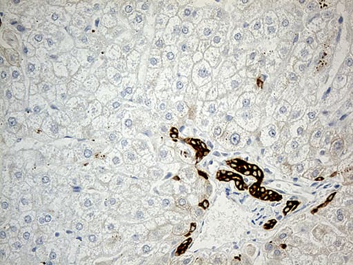 SYNE1 / Nesprin 1 Antibody (aa1-285, clone OTI1E10)