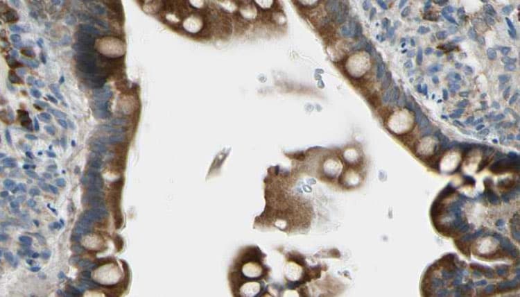 GJB1 / CX32 / Connexin 32 Antibody