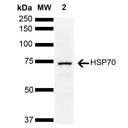 HSP70 / Heat Shock Protein 70 Antibody