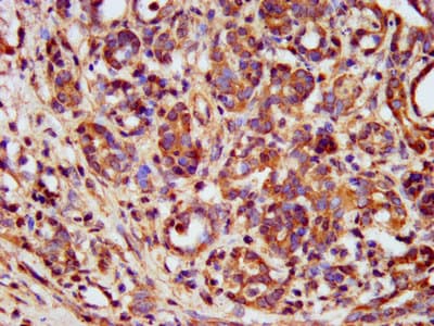 METAP1 Antibody