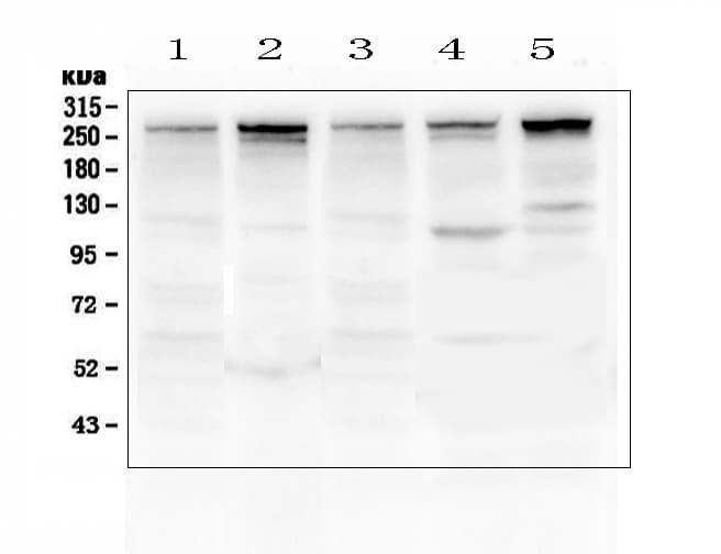 TLN1 / Talin 1 Antibody