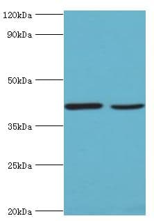 WNT2 / IRP Antibody (aa26-360)
