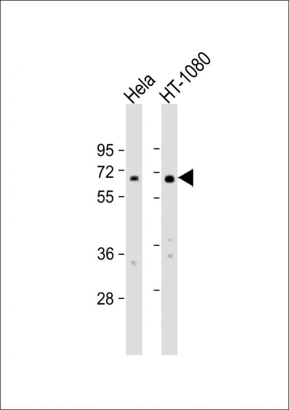 Polyclonal Rabbit anti-Human FIG1 / IL4I1 Antibody (aa391-422, WB)