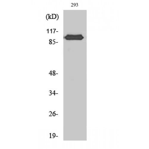 CSE1L Antibody (1-80 aa, N-terminal)
