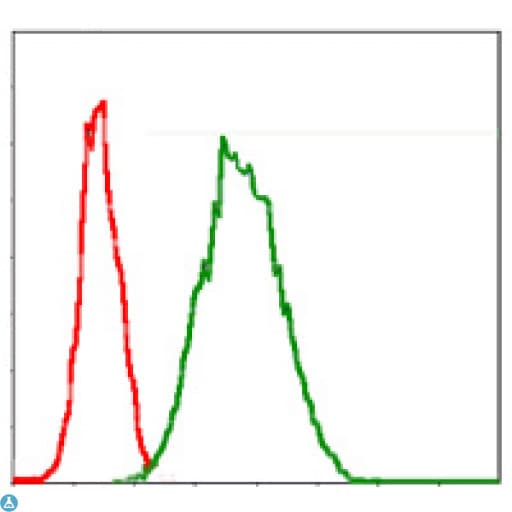 G6PD Antibody