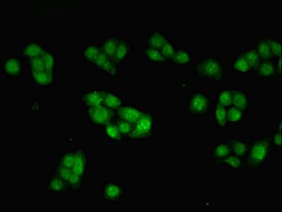 Polyclonal Rabbit anti-Human INHBB / Inhibin Beta B Antibody (WB)