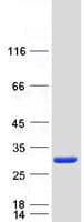 Human STYX Protein (Recombinant Myc-DDK (Flag))