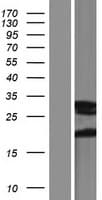 FAM3A Protein (Over-Expression Lysate Myc-DDK (Flag))