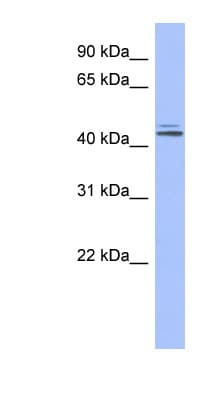 Polyclonal Rabbit anti-Human ORC4L / ORC4 Antibody (aa323-372, WB)