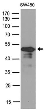 SMAD7 Antibody