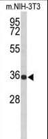 SLC25A17 Antibody (aa17-44)