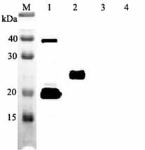 IL-33 Antibody (clone IL33305B)