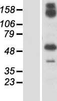 GBP6 Protein (Over-Expression Lysate Myc-DDK (Flag))