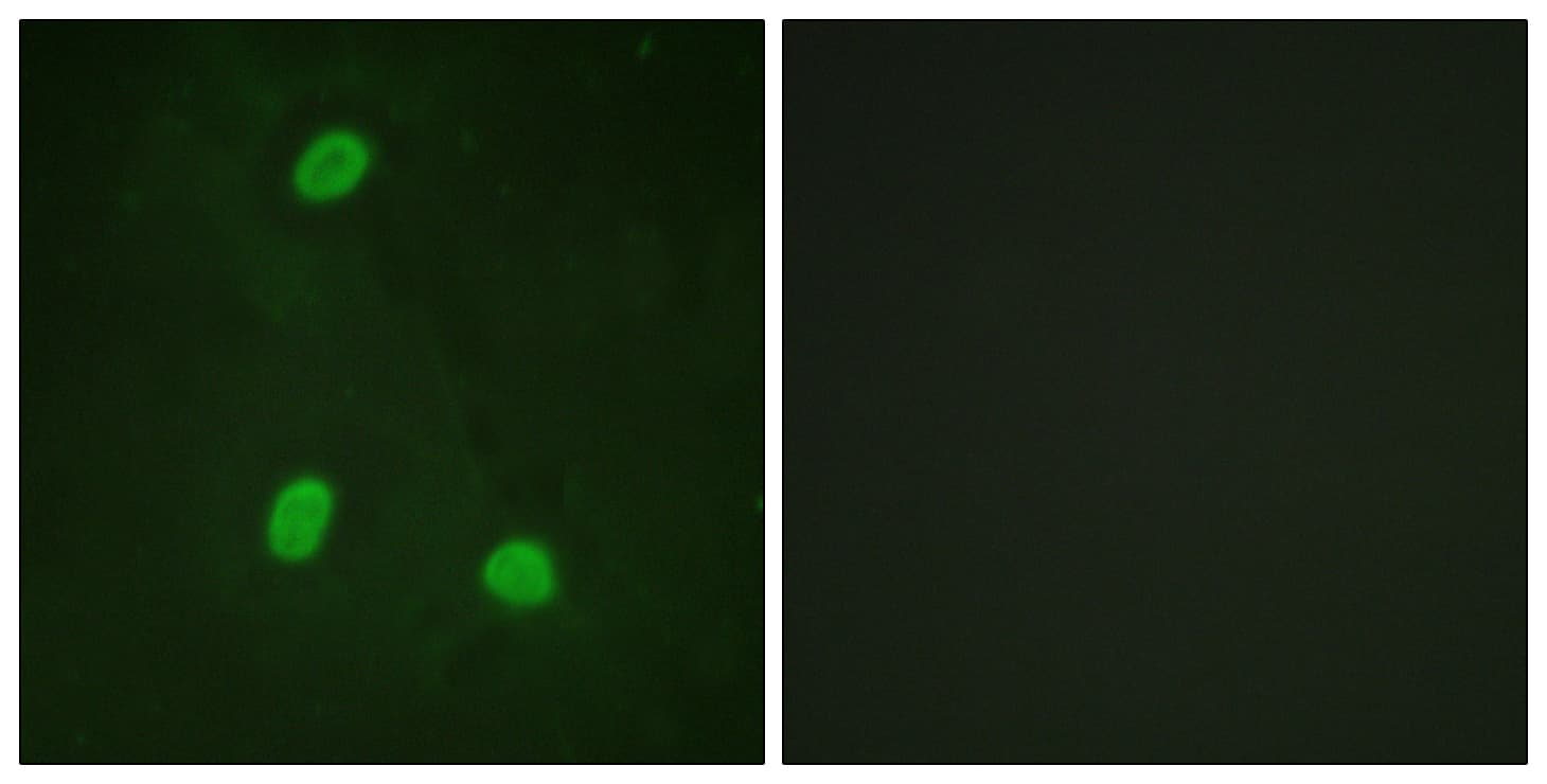 IHC-plus™ ZC3HC1 / NIPA Antibody (aa320-369)