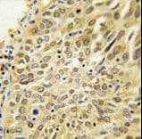 Ubiquilin 2 / UBQLN2 Antibody (aa20-50)