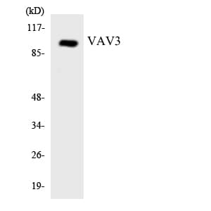Polyclonal Rabbit anti-Human VAV3 Antibody (aa118-167, WB)