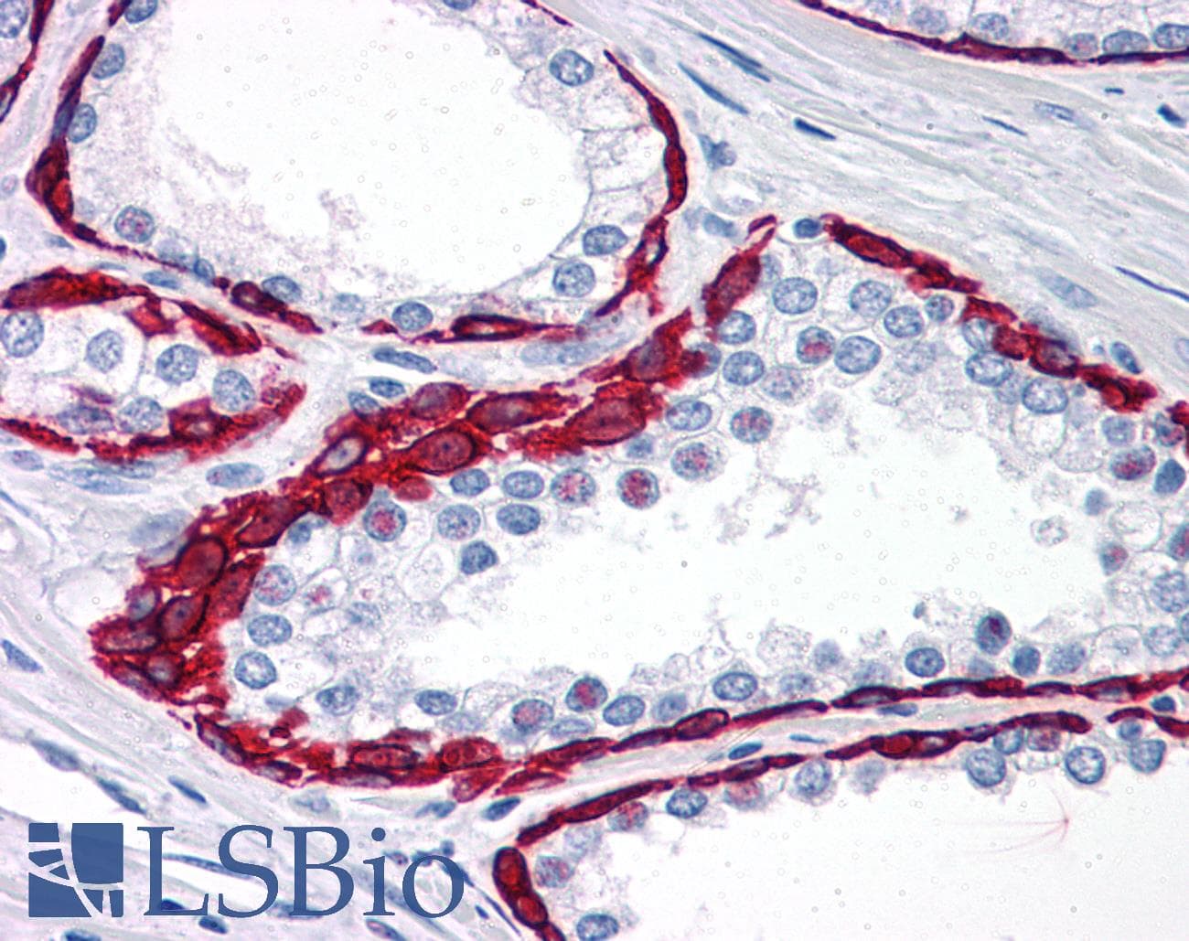 IHC-plus™ BMP15 Antibody