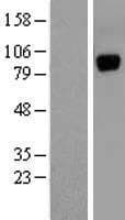UNC5A Protein (Over-Expression Lysate Myc-DDK (Flag))