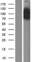 EPS15 Protein (Over-Expression Lysate Myc-DDK (Flag))