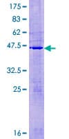 Human MRPL50 Protein (Recombinant GST)