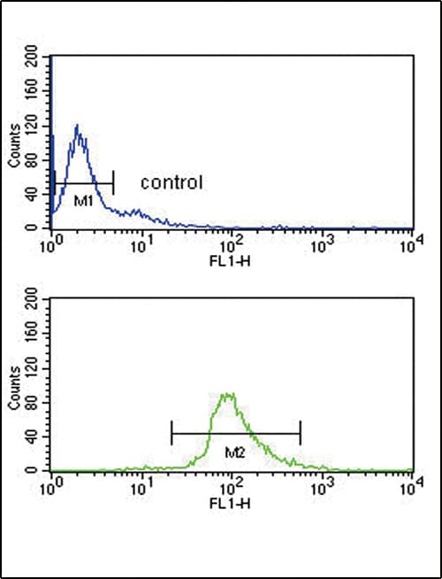 DCT / Dopachrome Tautomerase Antibody (aa62-89)