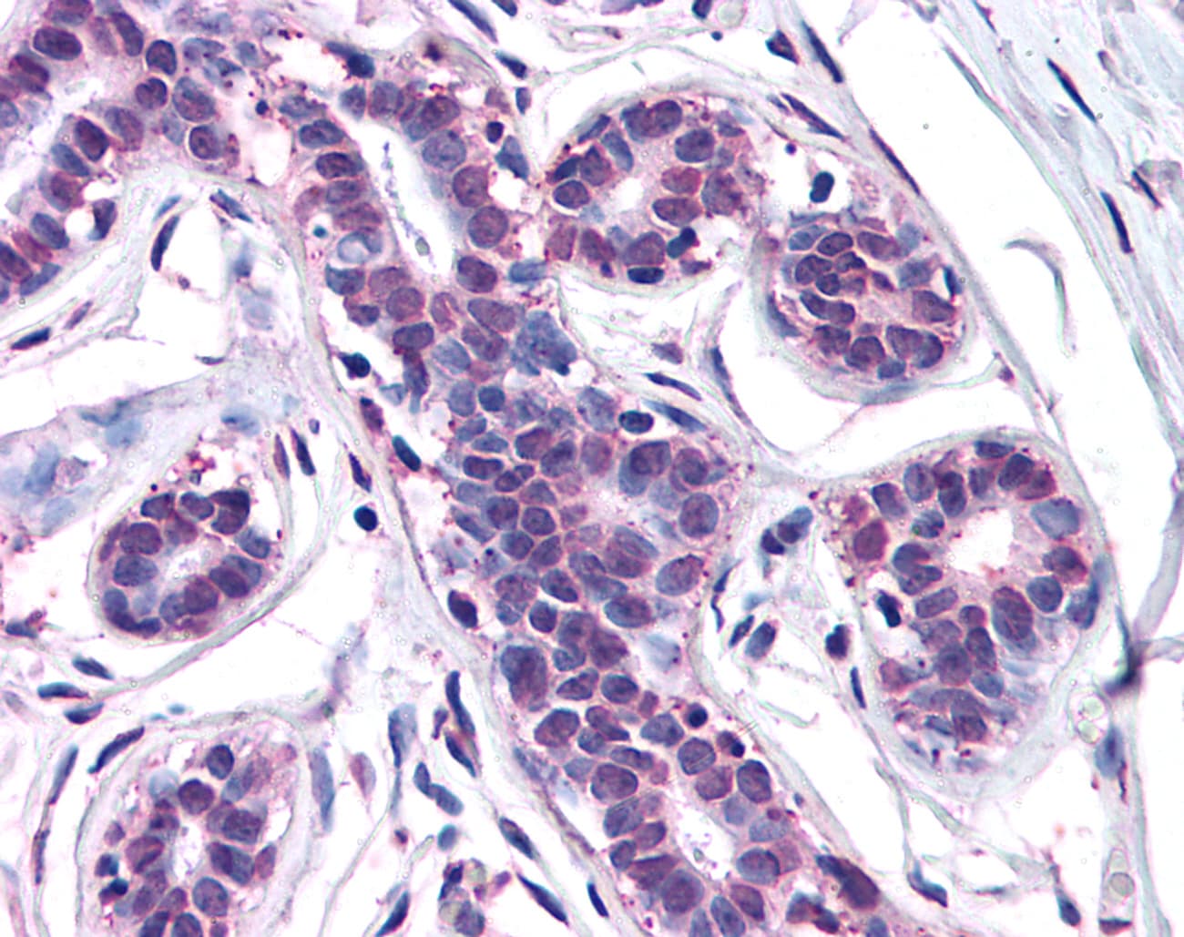 IHC-plus™ Polyclonal Rabbit anti-Human MFI2 / p97 Antibody (N-Terminus, IHC)