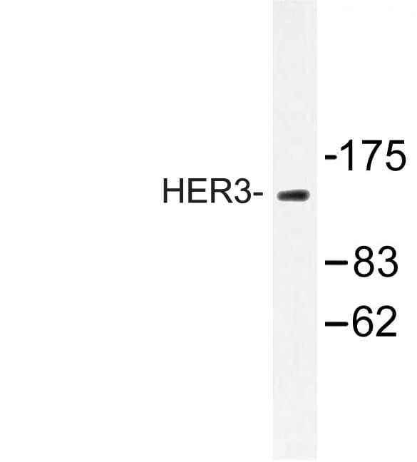 ERBB3 / HER3 Antibody (Asp1324)