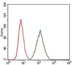 RAP1A Antibody (clone 5F8)