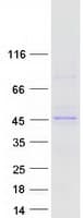 Human FBXL2 Protein (Recombinant Myc-DDK (Flag))