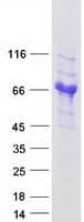 Human GOLM1 / GP73 / GOLPH2 Protein (Recombinant Myc-DDK (Flag))