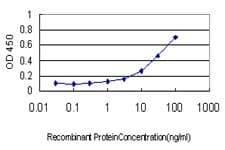 IHC-plus™ SHMT / SHMT1 Antibody (clone 4F9)