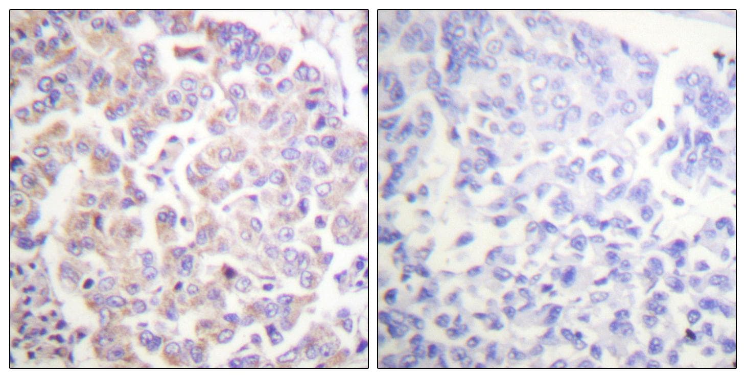ANAPC1 / APC1 Antibody (phospho-Ser688)