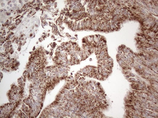BP1 / DLX4 Antibody (clone OTI7C8, Carrier-free)