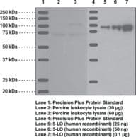 IHC-plus™ ALOX5 / 5-LOX Antibody (aa130-149)