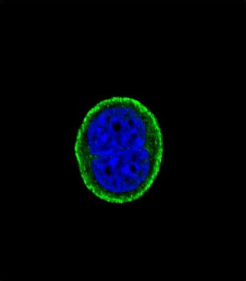 IHC-plus™ IL10RA Antibody (aa147-175)