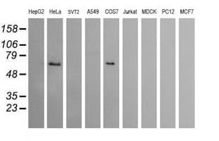CCT8L2 Antibody (clone OTI2F1)