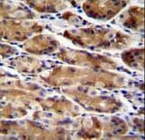 ATG16L2 Antibody (aa277-304)