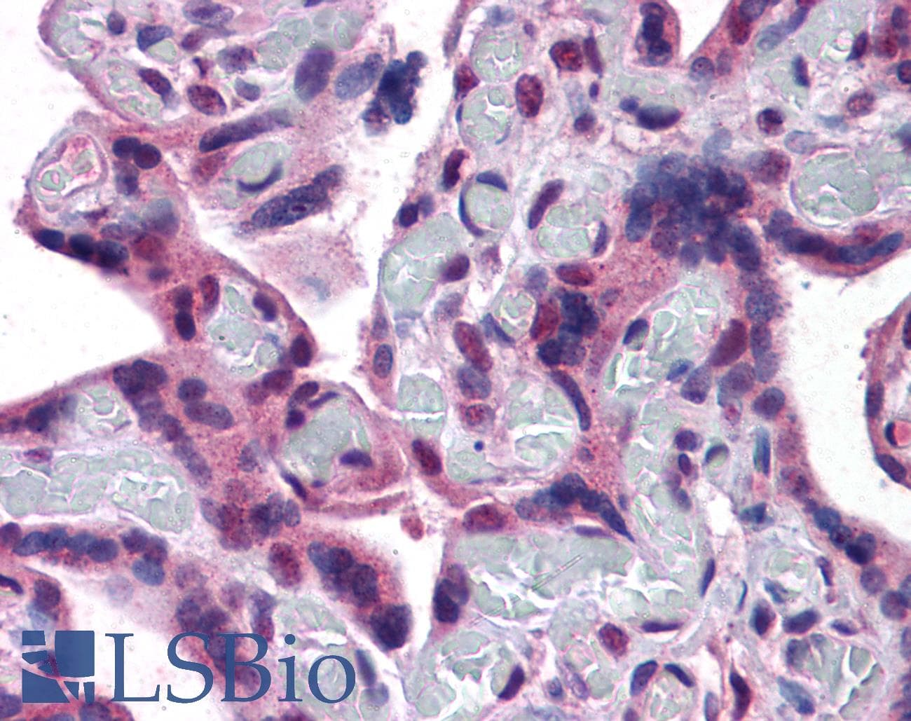 IHC-plus™ TRPC4 Antibody (aa953-965)