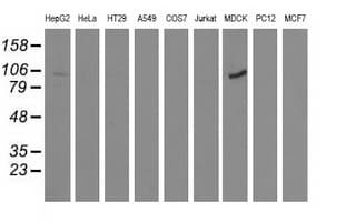 ALDH1L1 Antibody (clone OTI6A10)