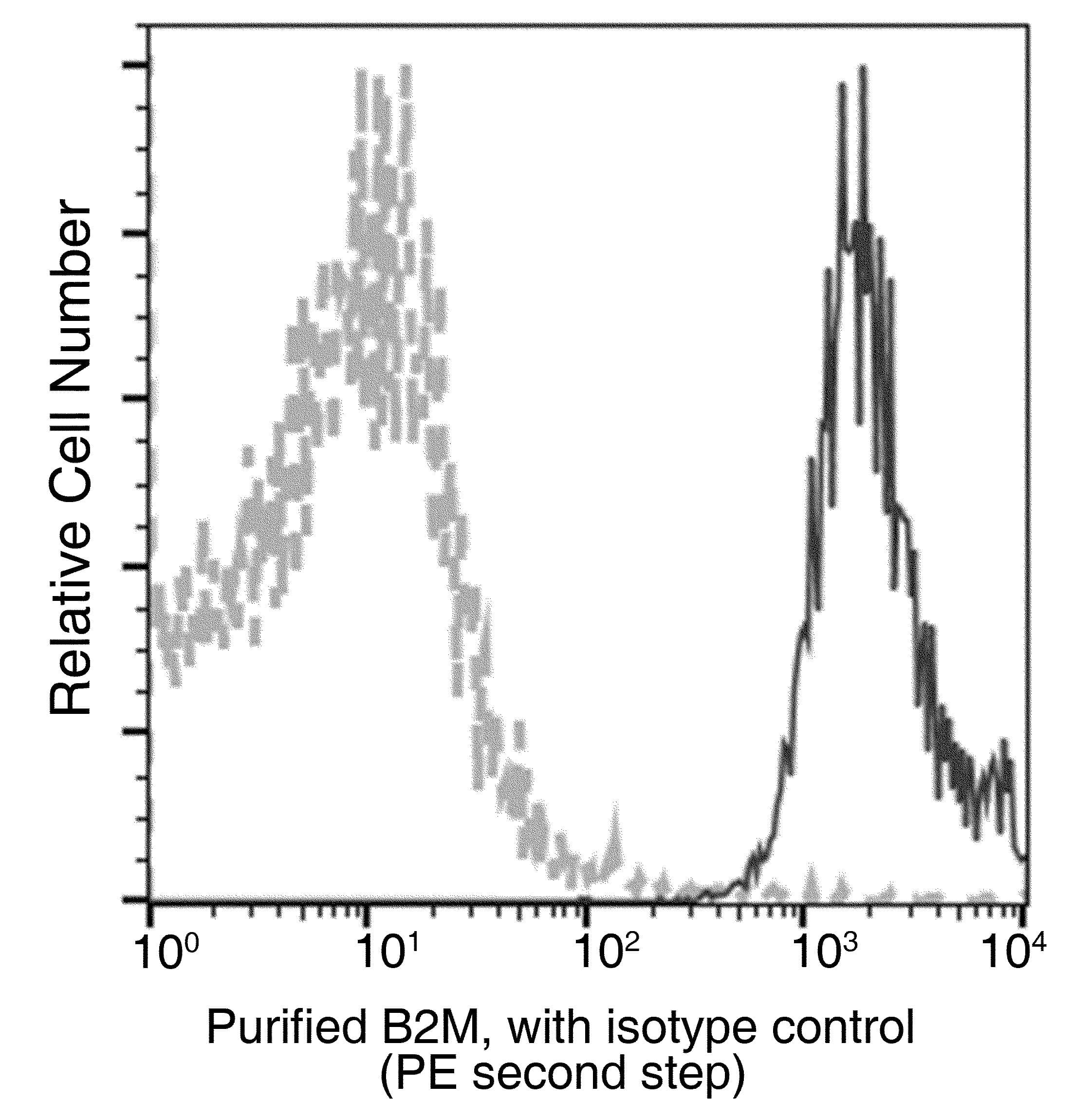 Monoclonal Mouse anti-Human B2M / Beta 2 Microglobulin Antibody (clone 35, Preservative Free, IF, WB)