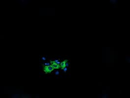KIF25 Antibody (clone OTI1H1)
