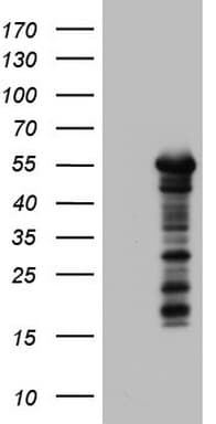 ZNF500 Antibody (aa102-325, clone OTI1B7)