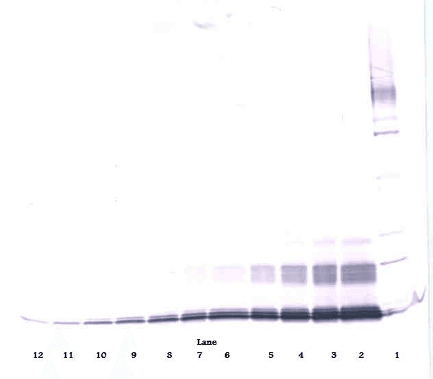 CCL13 / MCP4 Antibody