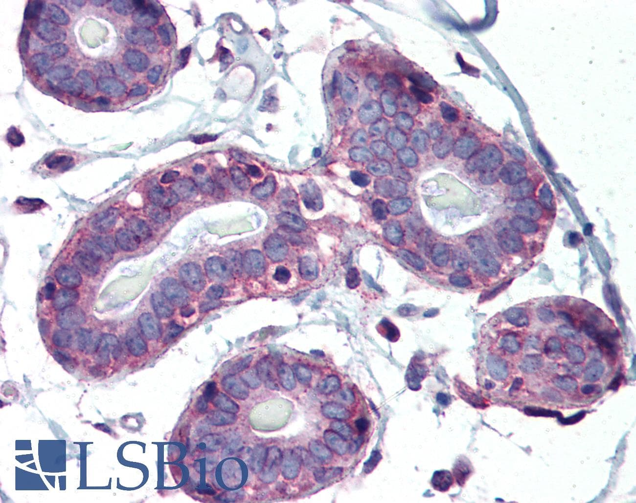 IHC-plus™ CXCL1 / GRO Alpha Antibody