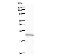 CNNM3 Antibody (clone 2190C3a)